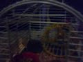 Hamster\ Hamster\