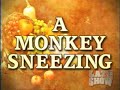 Sherman the Monkey Sneezing! HQ Sherman the Monkey Sneezing! HQ