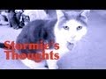 Stormie's Thoughts