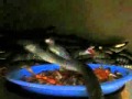 nuoi ran Kỹ thuật nu&ocirc;i rắn r&aacute;o tr&acirc;u P1 - YouTube
