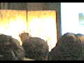 BEPPE GRILLO Monnezza day 2-3