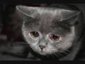 clip video Serafin No Happy