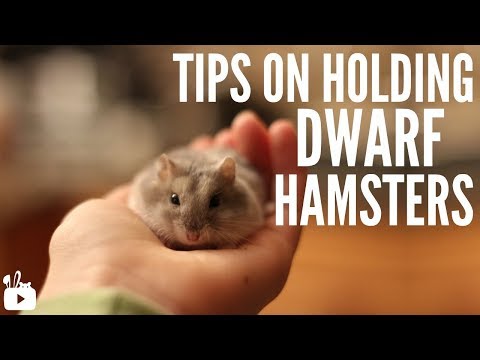 how to properly care for a dwarf hamster