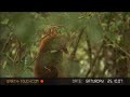On the coati trail