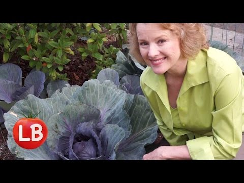 how to harvest red cabbage