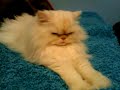 My birthday is coming up! - Pets Next Door
