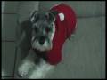 videos de Romeo Santa