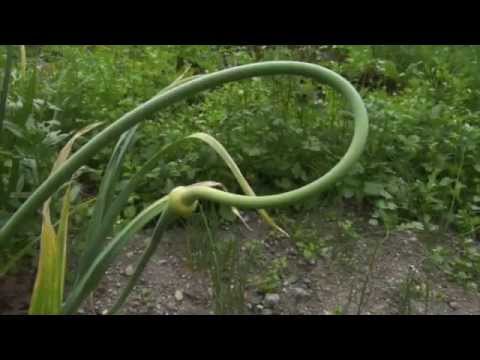 how to harvest garlic scapes