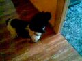 Caniche aullando