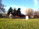 pintabian for sale: loping bareback