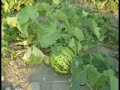 Turanl? Köyü Tomarza/Kayseri Turanl? Köyü Tomarza/Kayseri