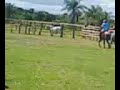 UN COLEO EN LA MANGO HEULER VELANDIA PAZ DE ARIPORO CASANARE