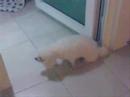 Singing Dog Singing Dog
