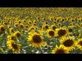 La danza de los girasoles