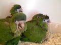 Baby Parrots