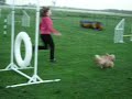 Agility training