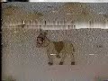 Gil & Giulia - Episódio do burro