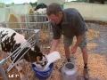 La Guerre Du Lait Refait Surface [maine-et-loire]