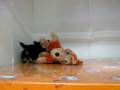 videos de Yorky Hembra STA REF:175