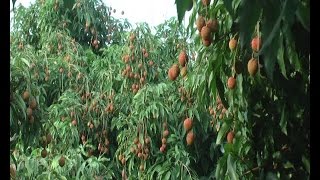 Ghi nhận từ vụ thu hoạch vải chín sớm Phương Nam năm 2016