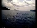 Dolphins on the Saronic sea