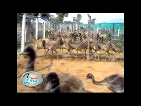 how to care emu