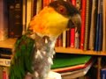 parrot,caique,jojo
