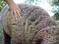 Mi oveja tomando la mamadera