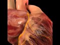 Corazón 3. Arterias.avi