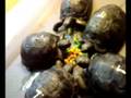 videos de Tortuga Geochelone Gigantea de Aldabra (www.tresolivos.info)