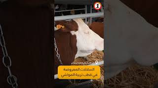 عجول، أبقار، خرفان، وحيوانات أخرى .. أبرز السلالات المغربية المعروضة في #قطب_تربية_المواشي