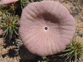 HOODIA GORDONII PLANTS I HAVE PHOTOGRAPHED AT MY NURSERY