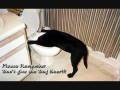 videos de Funny animals.wmv