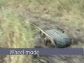 bigdog.html