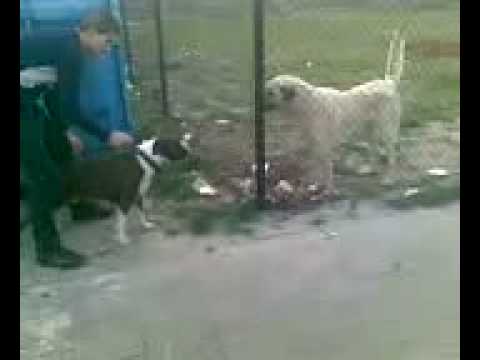 kangal fight