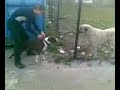American Pitbull Terrier Vs.Kurdish Kangal Dog Fight 2008 American Pitbull Terrier Vs.Kurdish Kangal Dog Fight 2008