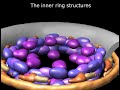 The molecular architecture of the nuclear pore complex The molecular architecture of the nuclear pore complex