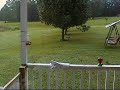 hummingbird swarm