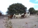 Se vienen las llamas.......