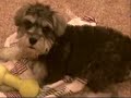 My Dog Hank