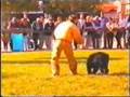 Boyero de Flandes video