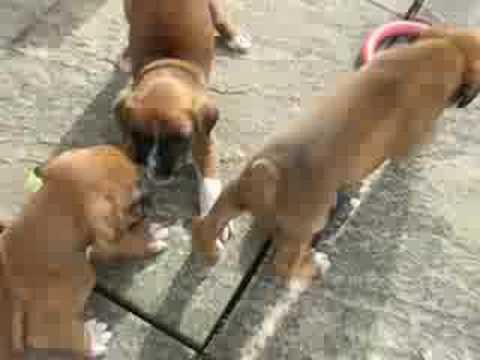 Real Boxer Puppy Barks!