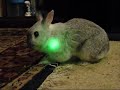 affection,bunny,indoor