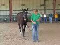 Equine Guided Leadership Development Tucson AZ August 2007
