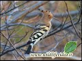 Upupa - Upupa epops - Hoopoe