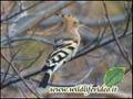 Upupa - Upupa epops - Hoopoe
