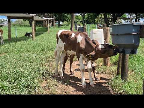 Dispositivo simples reduz mamada cruzada de bezerros e melhora bem-estar animal