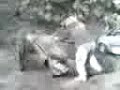 Carpy.co.uk  Thicky kills his Fox Evo Carp Fishing