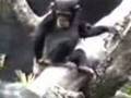 videos de chango.3gp