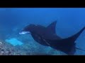 Dances with Manta Ray - Bali Dances with Manta Ray - Bali